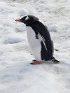 South America Coast, Antarctica, Amazon River