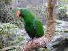 One of the more attractive denizens of Bird World in Kuranda. Hard to believe these beautiful birds are native to the rainforest.