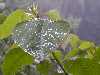 A close-up of a rain covered leaf at the cabin some of the family stayed at on Mt. Glorius. Beautiful scenery from there with many birds and animals native to the nearly impenetrable rainforest.