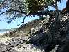 A pandanus tree and its tangled web of roots growing from a bank on the Sunshine Coast, north of Brisbane.