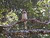 A kookaburra, roosting over a restaurant patio on Mt. Glorius. Its call is the famous bird call heard in all the Tarzan movies.