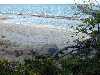 View of a turtle from near our bungalow, finishing up egg laying process. Note the other turtle tracks near the shoreline. No, they are not jeep tracks.