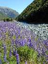 View upriver from Arthur's Pass, between Christchurch and Greymouth on the Trans Alpine railroad