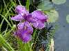 A rain-spotted water iris at the Water Gardens in Thames, southwest of Tairua, on the Coromandel Peninsula.