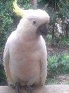 Sydney area cockatoo.